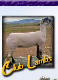 Club Lambs