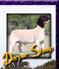 Dorper Sheep