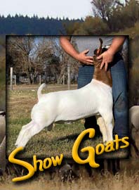 Show Goats