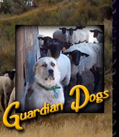 Guardian Dogs
